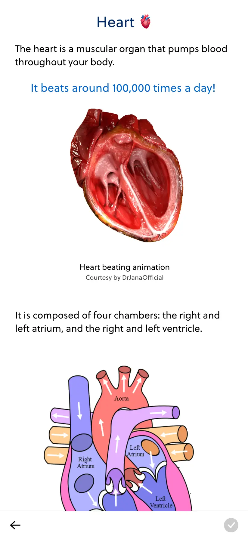 Interactive study platform for NEET: Master Physics, Chemistry, and Biology (Botany & Zoology) with expert-crafted content.